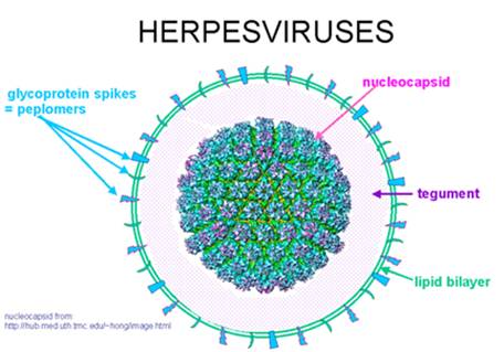 herpes-sinh-duc-1