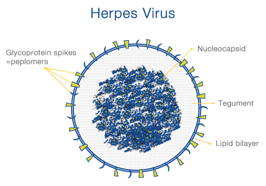 nhung-nguyen-nhan-bi-nhiem-virus-herpes-sinh-duc-1
